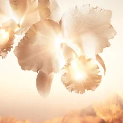ORCHIDÉE IMPÉRIALE GOLD NOBILE EL SÉRUM